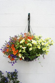 Mixed flower hanging basket.