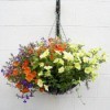 Mixed flower hanging basket.