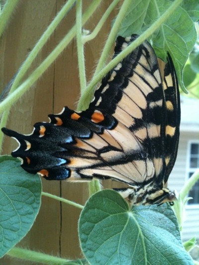 Butterfly On Leaf