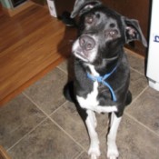 Looking up at camera.