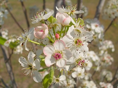 Pear Blossoms