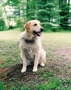 Yellow Lab