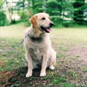 Yellow Lab