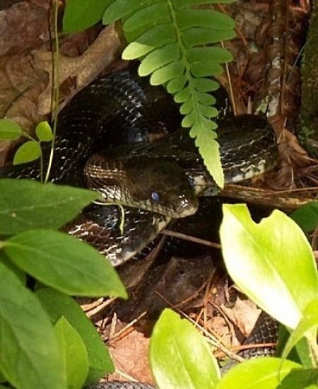 A rat snake in the woods.