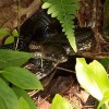 A rat snake in the woods.