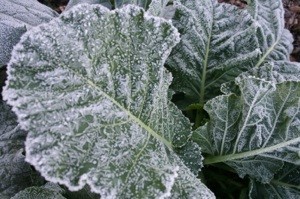 frosted leaves