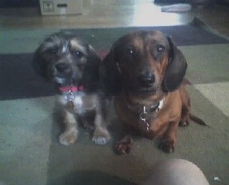 Two dogs looking up at the camera.