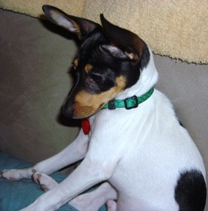 Milo (Jack Russell/Toy Fox Terrier)