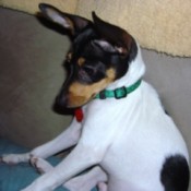 Milo (Jack Russell/Toy Fox Terrier)