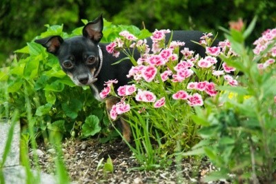 5 Tips To Make Your Pet More Green