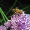 Honeybee on a Flower