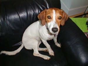 Brown and white dog on couch.