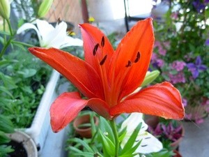 Greenhouse Lily