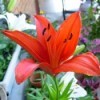 Greenhouse Lily