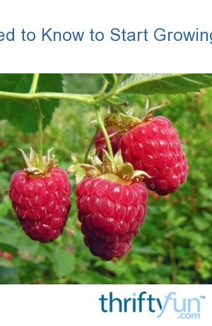 What You Need to Know to Start Growing Raspberries | ThriftyFun
