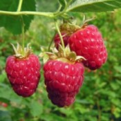 What You Need to Know to Start Growing Raspberries