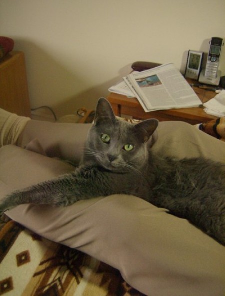 A grey cat sitting on someone's lap.