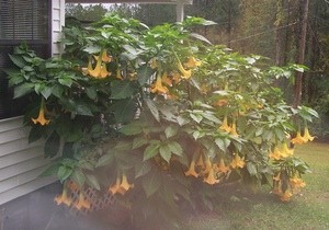 angel trumpet bush