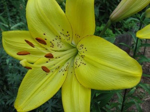 Closeup of yellow lily.
