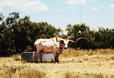 Longhorn Cattle (New Mexico)