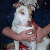 Light brown and white dog.