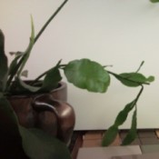 night blooming cereus