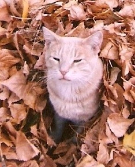 A ginger tabby in a pile of leaves.