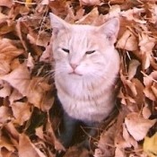 A ginger tabby in a pile of leaves.