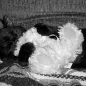 Cat holding a stuffie.