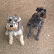 with another Schnauzer