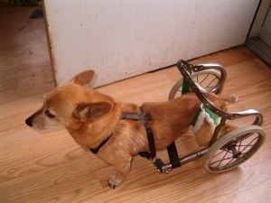 Dog with rear leg wheeled cart.
