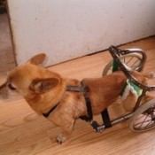 Dog with rear leg wheeled cart.