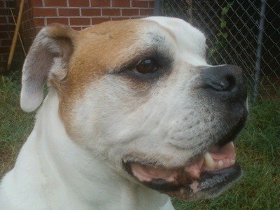 Closeup of white and tan dog's face.