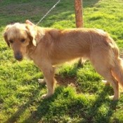 blond dog