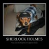 Dog dressed as Sherlock Holmes.