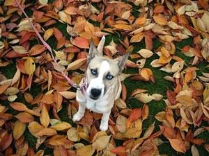 dog on leaves in the yard