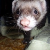 Azazel (Canadian Ferret)