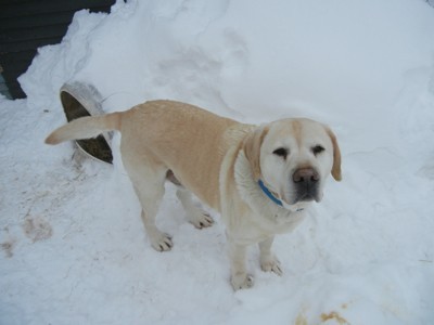 yellow lab