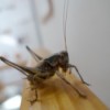 Wildlife: Grasshopper