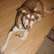 Creamy white and light brown dog.