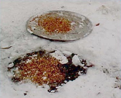 Feeding Birds in Snow