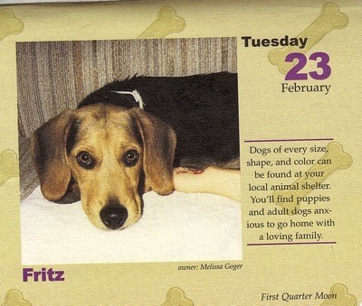 Fritz (Beagle - Basset Hound)