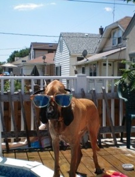 bloodhound with glasses