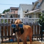 bloodhound with glasses