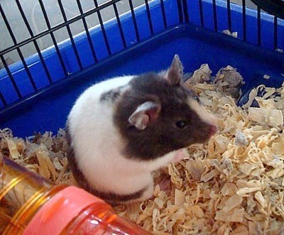 black, white, and tan hamster
