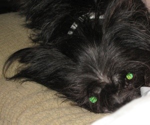 A black dog laying on a bed.