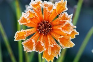 frosted flower