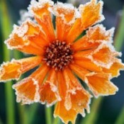 frosted flower