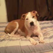 Brown and white dog.