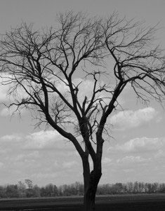 Black and white photo f bare limbed tree.